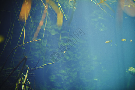 墨西哥塞诺特水下图片