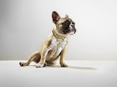 工作室狗的肖像图片