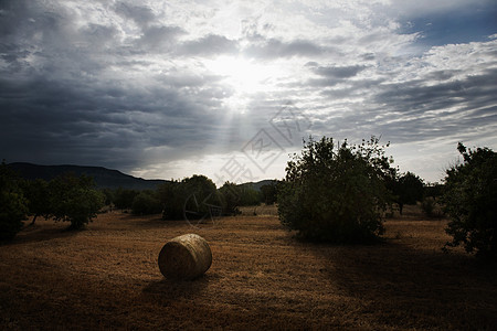 西班牙马略卡州田间干草捆图片