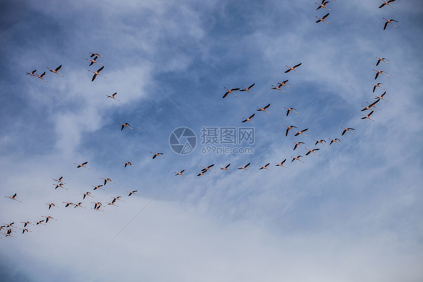 鸟在天空中飞高清图片下载-正版图片501460260-摄图网