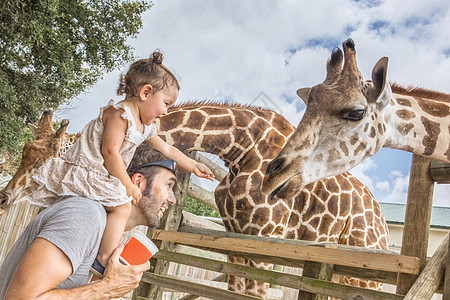 父亲女儿和花在动物园里，父亲肩上的小女孩正在喂长颈鹿背景