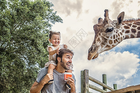 在动物园里，父亲肩上咯咯笑着的小女孩正在喂长颈鹿图片