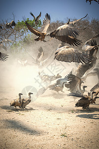 南非克鲁格国家公园附近的野狗和秃鹫在争夺食物图片