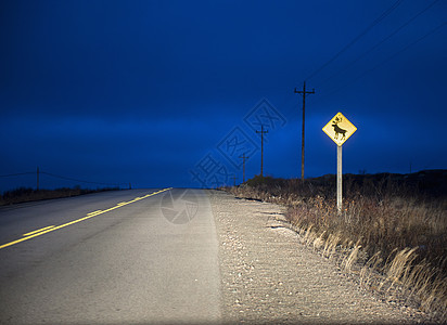 加拿大纽芬兰福戈岛夜间乡村道路上的驯鹿警告标志图片