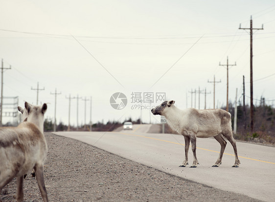 加拿大纽芬兰福戈岛乡村公路上的驯鹿，有车接近图片