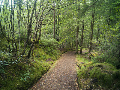 穿过树木的小路，高地，苏格兰图片