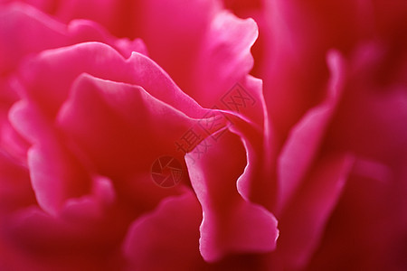 粉色花朵的花瓣背景图片