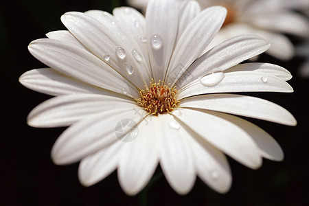 露珠落在白雏菊上背景图片