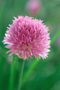 粉红韭菜花韭菜属植物高清图片素材