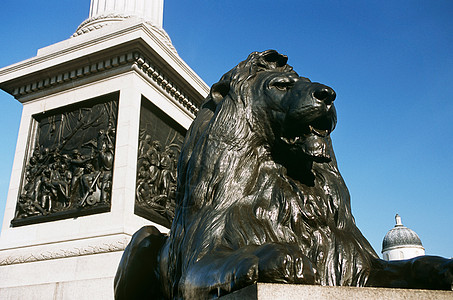 特拉法加广场的狮子图片
