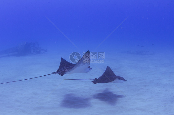 两条蝙蝠射线在美国夏威夷海床上游泳的水下视图图片