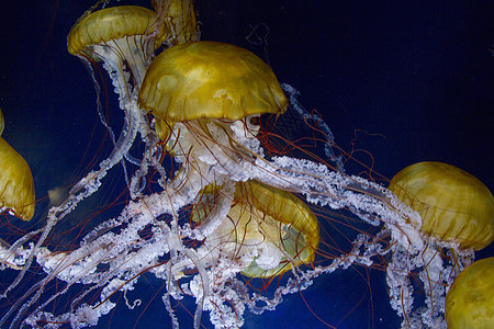 黄色水母群在海水中的发光水下景色图片