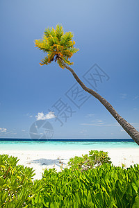 马尔代夫Huvadhu环礁南部Baughagello岛图片