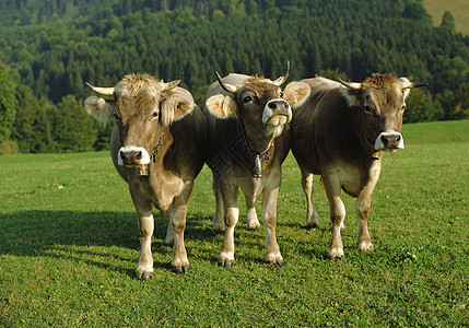 牛养殖草地上的三头牛背景