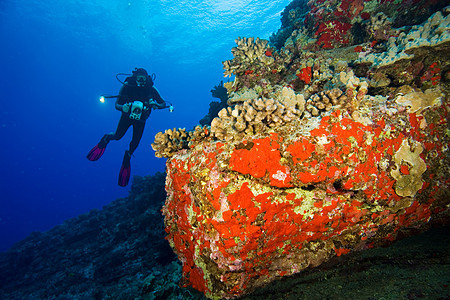海底潜水者和珊瑚图片