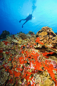 潜水者和珊瑚图片
