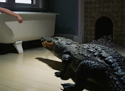 浴室里的鳄鱼图片
