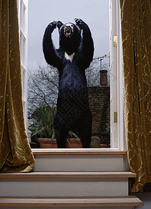 窗口的毛绒熊图片