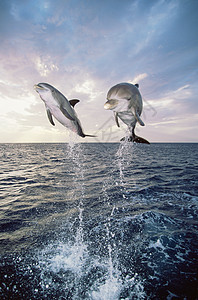 海豚从海里跳出来背景图片
