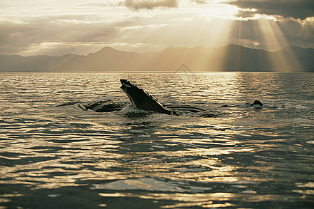 夕阳下的驼背鲸图片