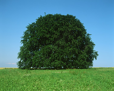 田野里的树图片