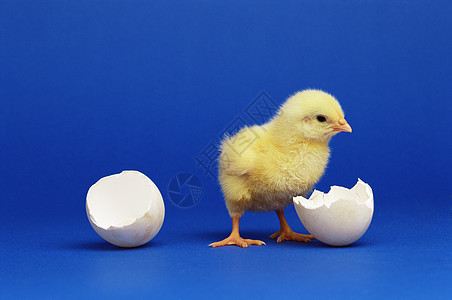 小鸡孵化孵化小鸡高清图片