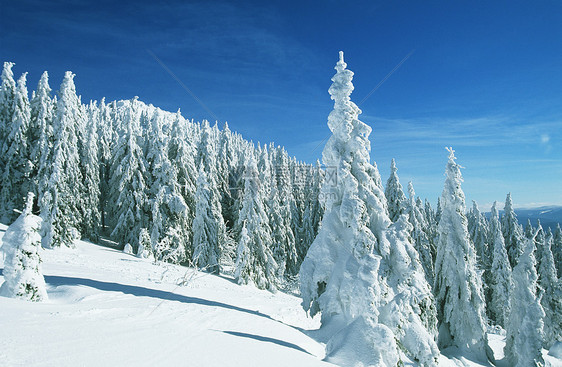 冬天雪景图片