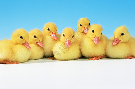 小黄鸭背景图片