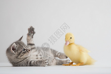 小猫和小鸭图片