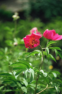 芍药图片