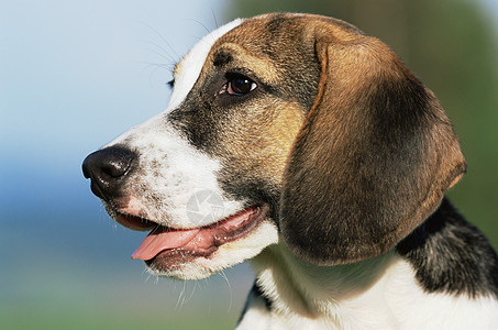 小狗向我奔来小狗猎犬背景