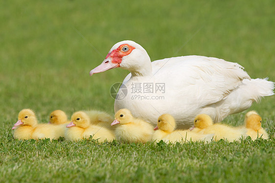 草鸭母鸭家庭图片