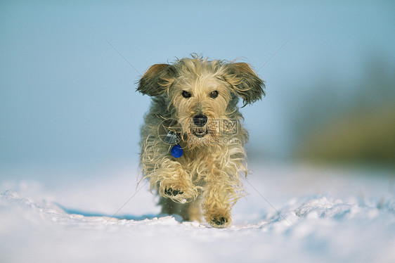 在雪中奔跑的猎犬图片