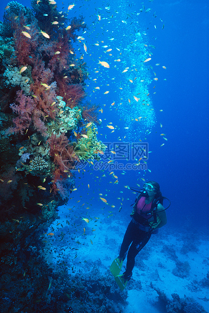 潜水员看着柔软的珊瑚图片