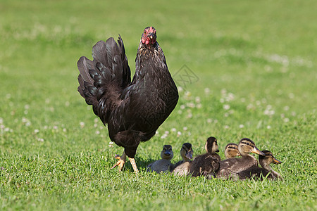 六只小鸭和一只母鸡背景图片