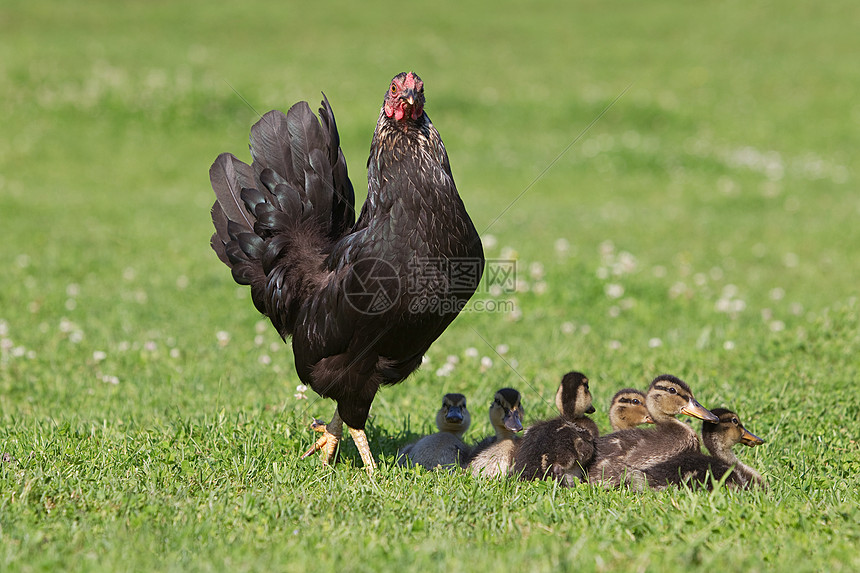 六只小鸭和一只母鸡