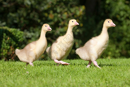 三只小鹅在草地上行走图片