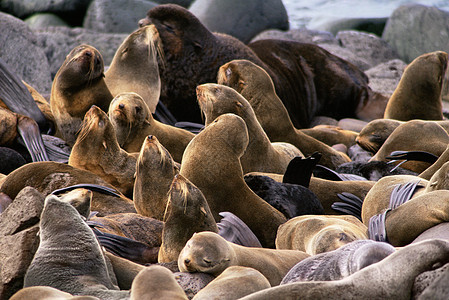 北方大型海豹群图片