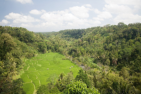 巴厘岛的水稻梯田图片