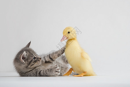 小猫和小鸭，摄影棚拍摄图片
