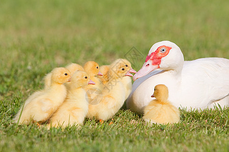 草地上的一只母鸭和一群小鸭子图片