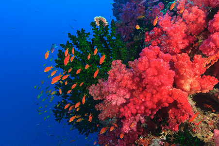 五颜六色的鱼在珊瑚礁中游泳图片