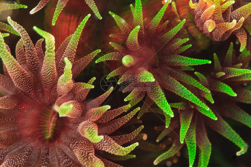 珊瑚礁彩色杯珊瑚图片