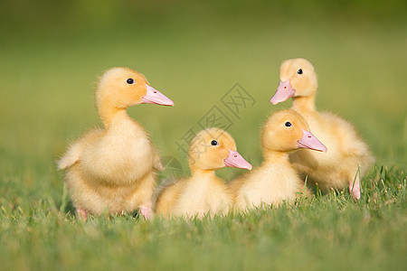 草地上的三只小鸭子图片