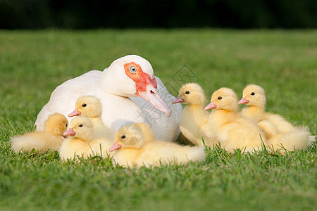 草鸭母鸭家庭图片