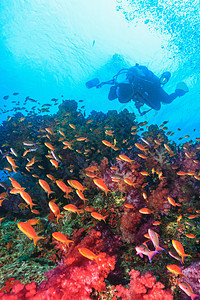潜水员在珊瑚礁中游泳图片