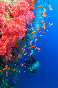潜水员在珊瑚礁欣赏鱼图片