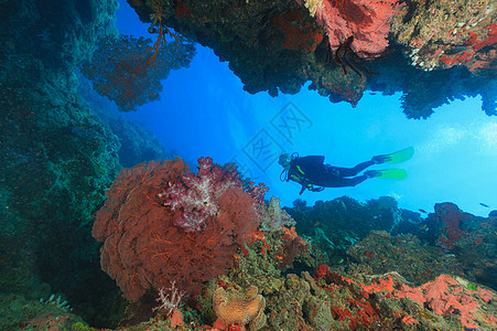 潜水的人潜水员在珊瑚礁中游泳背景