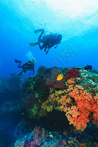 潜水员在珊瑚礁游泳图片