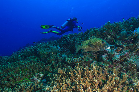 潜水员在珊瑚礁中游泳背景图片